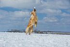 playing Golden Retriever