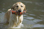 retrieving Golden Retriever