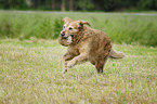 retrieving Golden Retriever