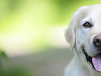 Golden Retriever face