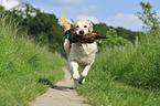 retrieving Golden Retriever