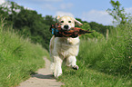 retrieving Golden Retriever