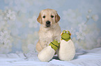 Golden Retriever puppy