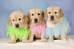 Golden Retriever puppies