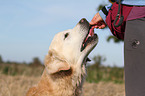 Golden Retriever Portrait