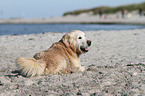 lying Golden Retriever