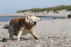 shaking Golden Retriever