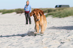 running Golden Retriever