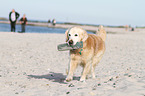 retrieving Golden Retriever