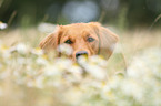 Golden Retriever Portrait