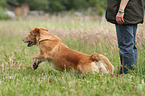 running Golden Retriever