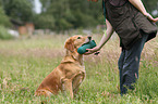 retrieving Golden Retriever
