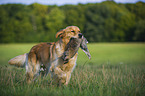 retrieving Golden Retriever