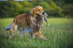 retrieving Golden Retriever