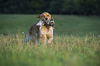 retrieving Golden Retriever