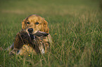 retrieving Golden Retriever