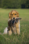 retrieving Golden Retriever