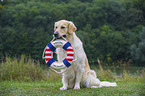 retrieving Golden Retriever