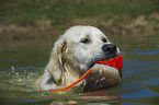 retrieving Golden Retriever