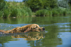 swimming Golden Retriever