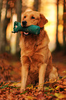 retrieving Golden Retriever