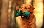 retrieving Golden Retriever