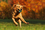 playing Golden Retriever