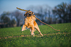 playing Golden Retriever