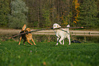 2 Golden Retriever