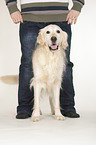 standing Golden Retriever