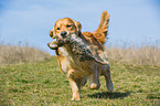 retrieving Golden Retriever