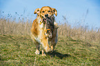 retrieving Golden Retriever