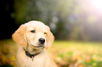 Golden Retriever Puppy