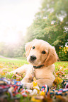 Golden Retriever Puppy