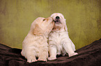 2 Golden Retriever Puppies