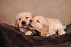 2 Golden Retriever Puppies