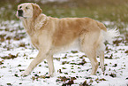 blinde Golden Retriever