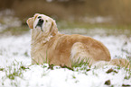 blinde Golden Retriever