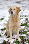 blinde Golden Retriever