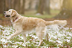 blinde Golden Retriever