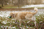 blinde Golden Retriever