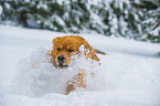 Golden Retriever in the snow