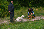 Golden Retriever at character testing