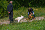 Golden Retriever at character testing