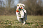 playing Golden Retriever