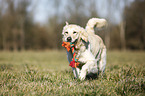 playing Golden Retriever