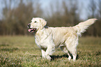 walking Golden Retriever