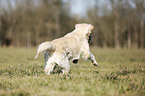 walking Golden Retriever