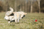 playing Golden Retriever