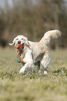 playing Golden Retriever